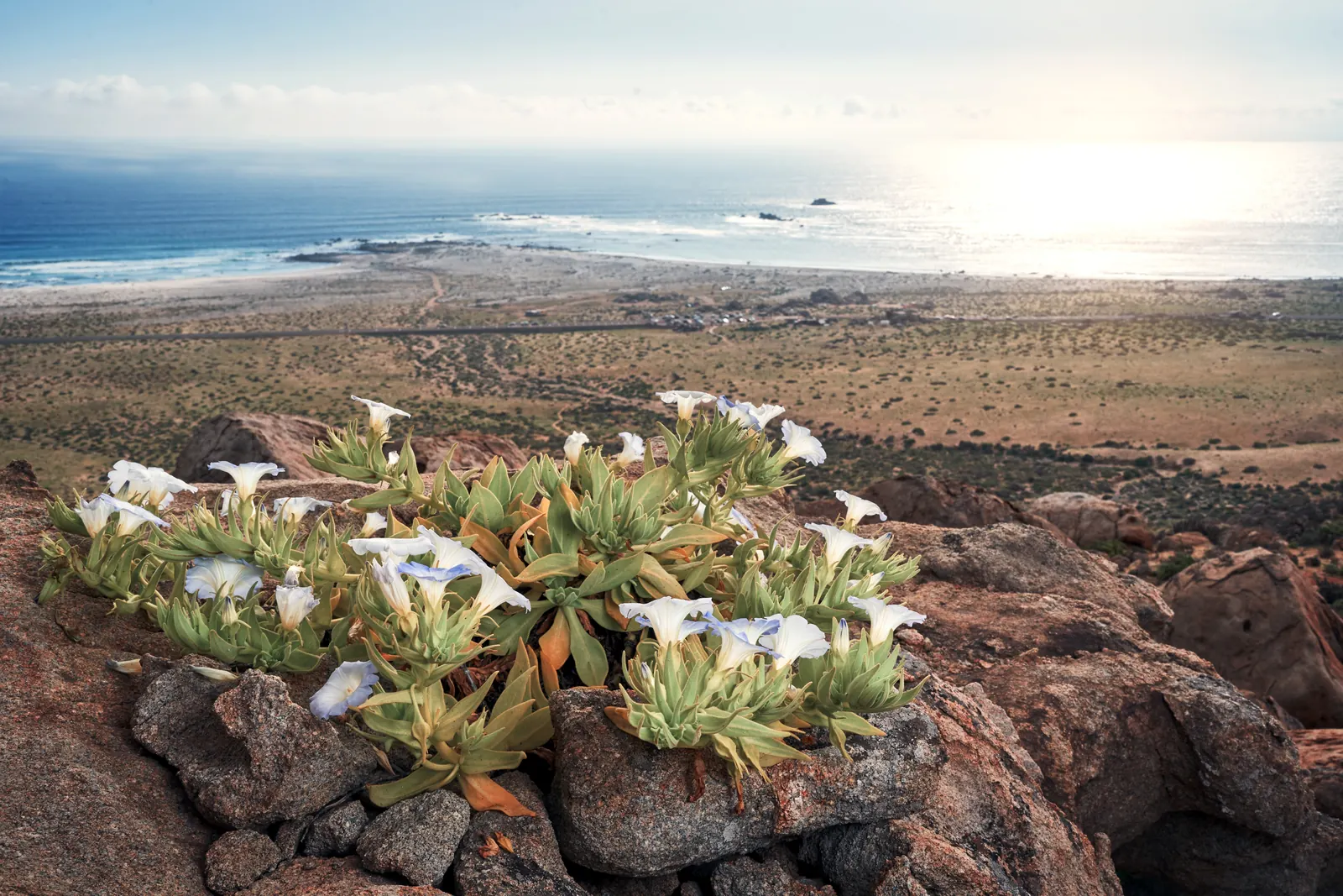 Flores del desierto florido en el desierto de Atacama