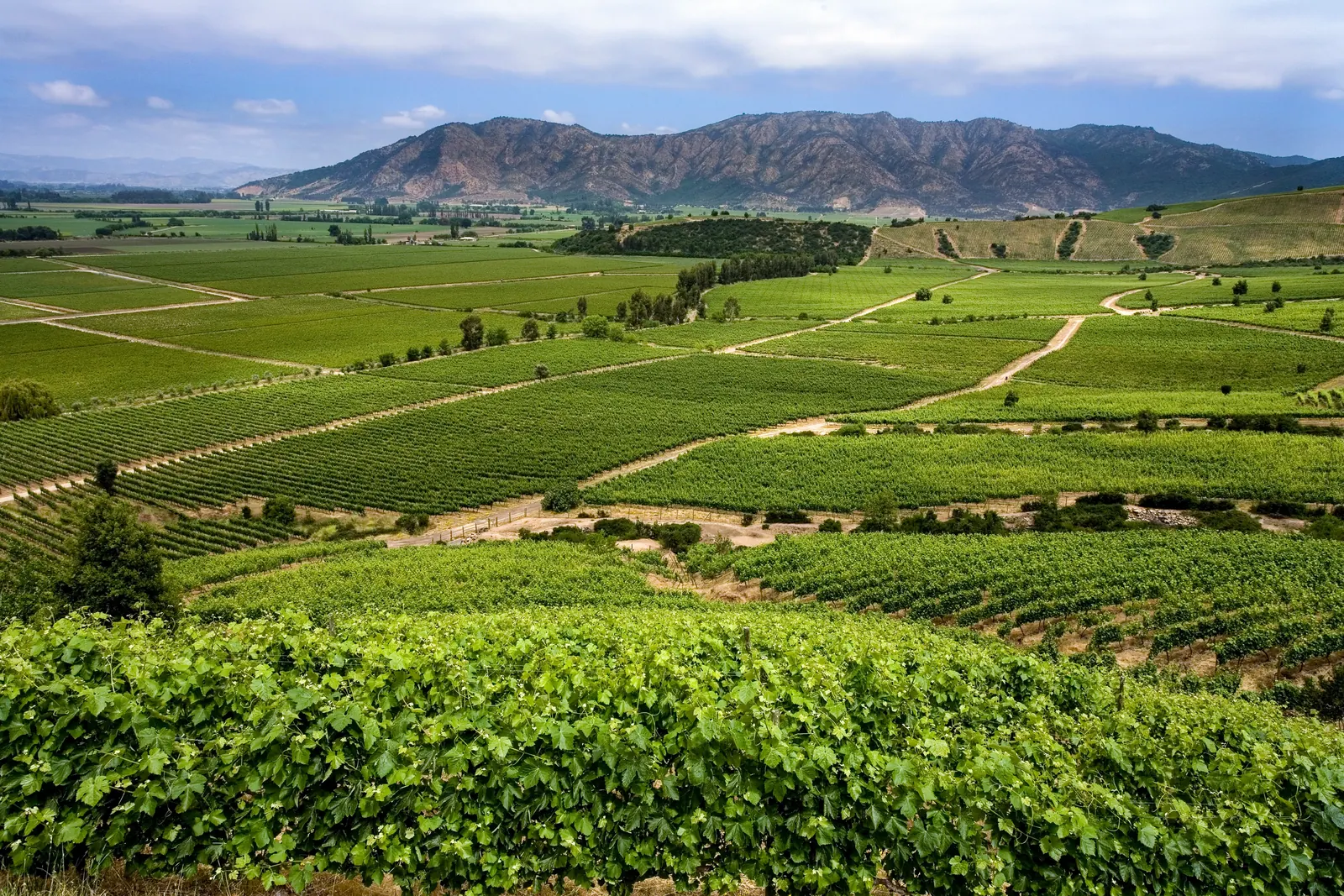 Viñedos del valle de Colchagua, región de O'Higgins